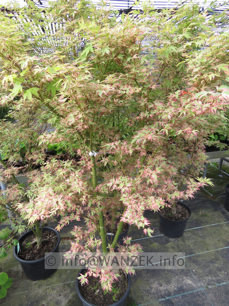 Acer palmatum Butterfly - Austrieb01.JPG